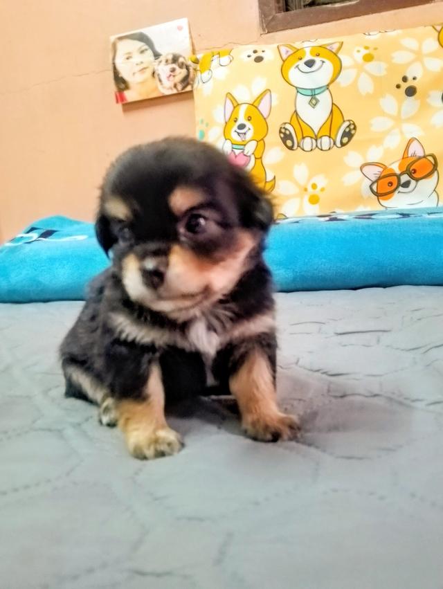 ลูกสุนัขชิวาว่าขนยาว