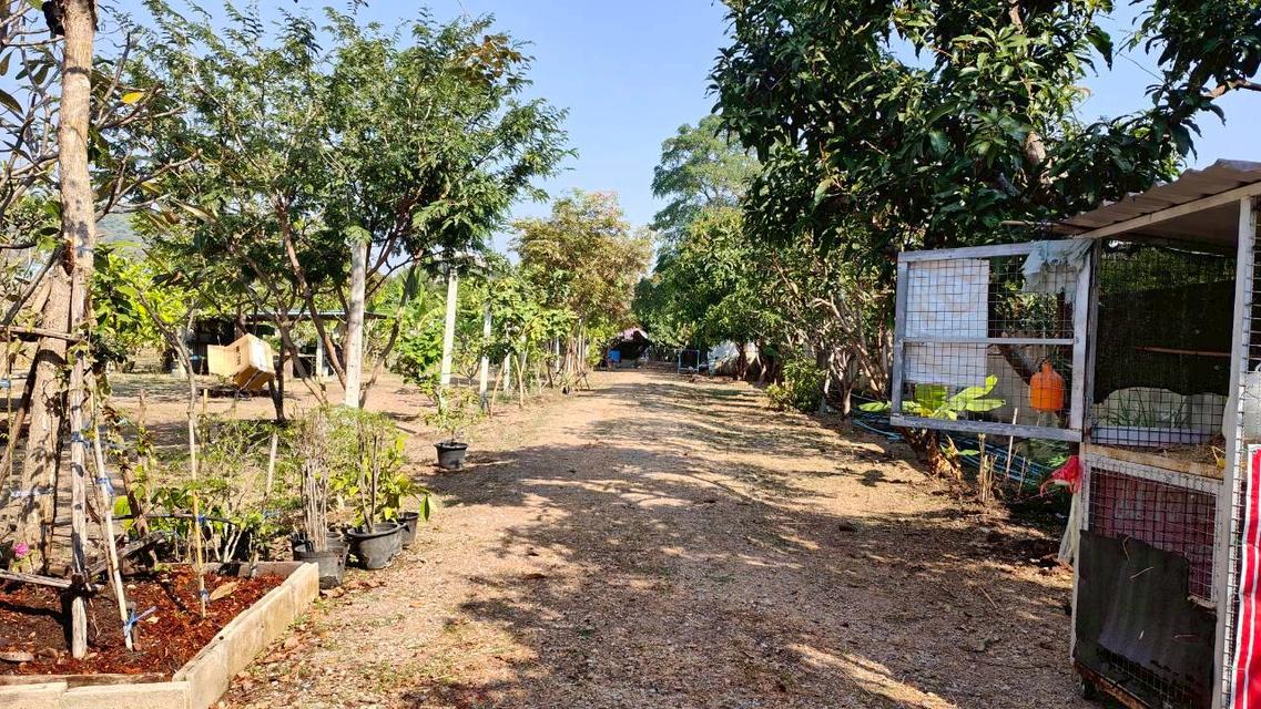 ขายที่ดินยกแปลงถมแล้ว 2-0-11 ไร่ กลางหมู่บ้านจราจรพัฒนา เขาแก่นจันทน์ ซอย 9 ใกล้ตลาดศรีเมือง พร้อมโฉนด ดอนตะโก ราชบุรี 5