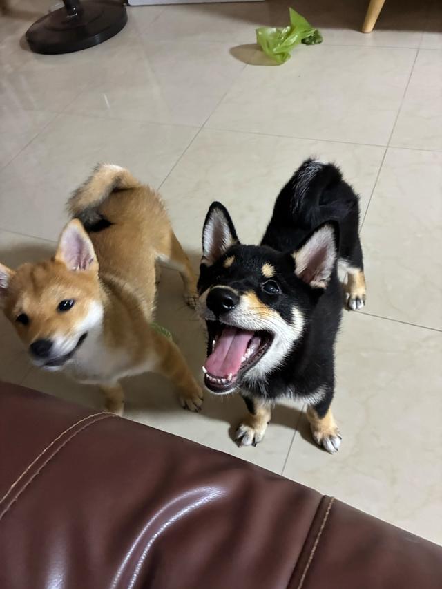 🐶 Friendly & Heartfelt  Sadly selling our two lovely 5-month-old Shiba Mame puppies (Cinnamon & Black) as we’re relocating. 2