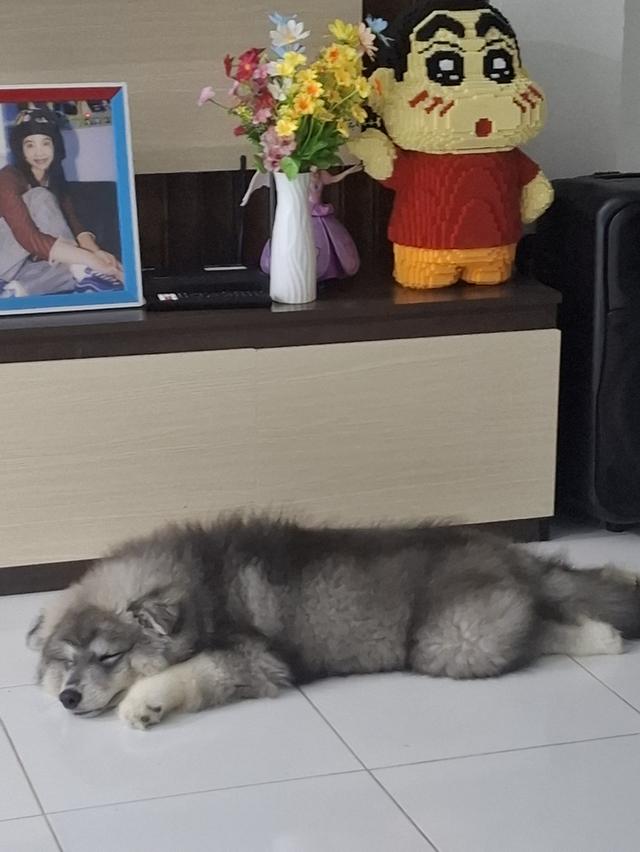 น้องหมา 2