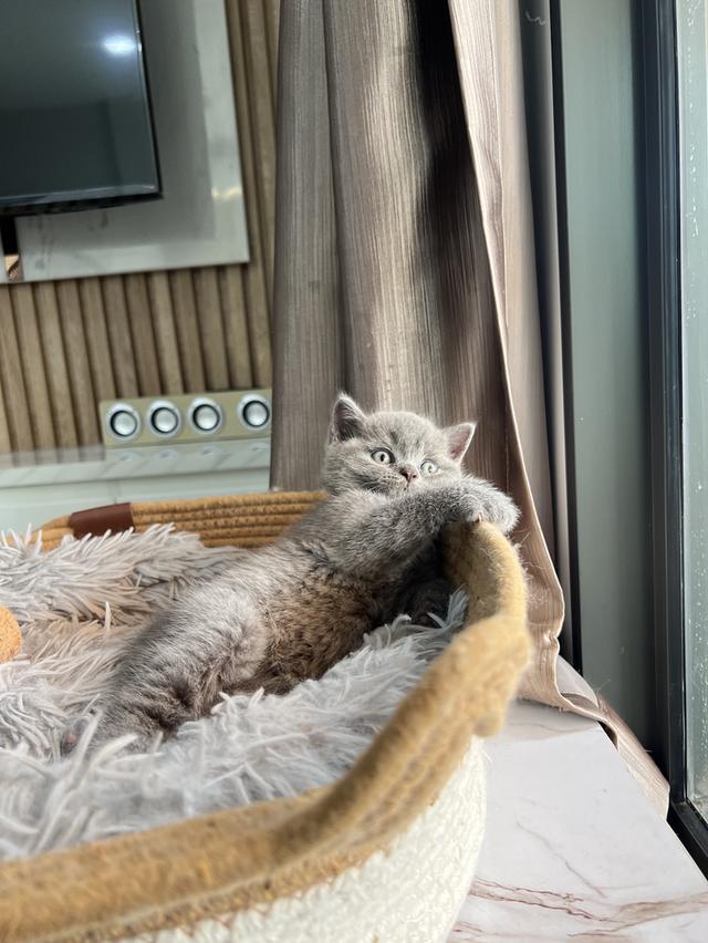 ลูกแมว บริติช ช็อตแฮร์ ใบเพ็ดนอกWCF(British Shorthair) 8