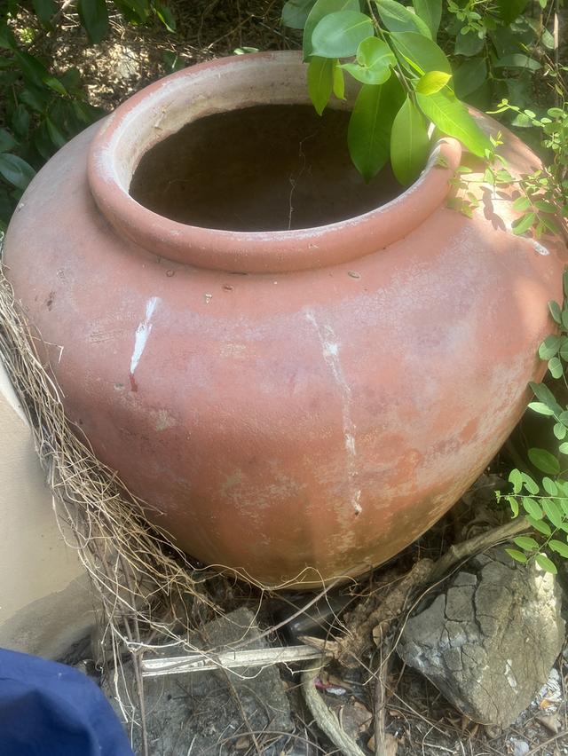 โอ่งมังกรเก่าหลาบใบราคากันเอง รูปที่ 5