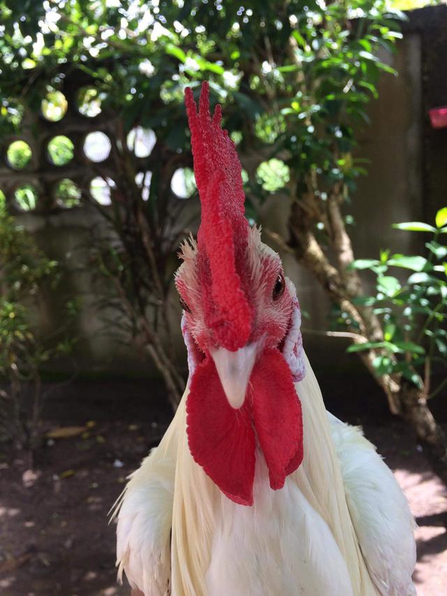 ไก่ต่อ ไก่ตั้ง สีขาวมงคล 3