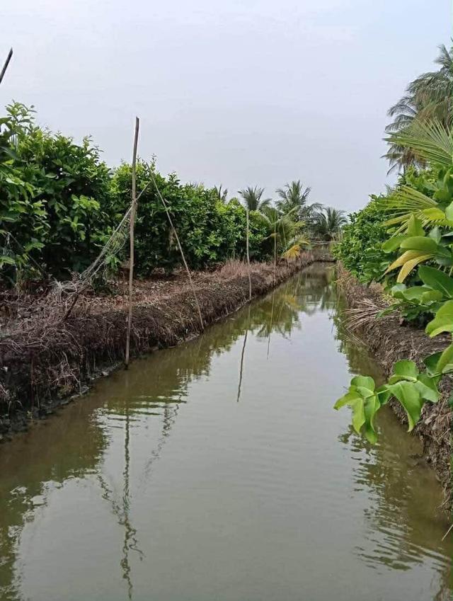 🌿 ขายที่ดินแปลงสวย ทำเลดี สามพราน นครปฐม 🌿 7