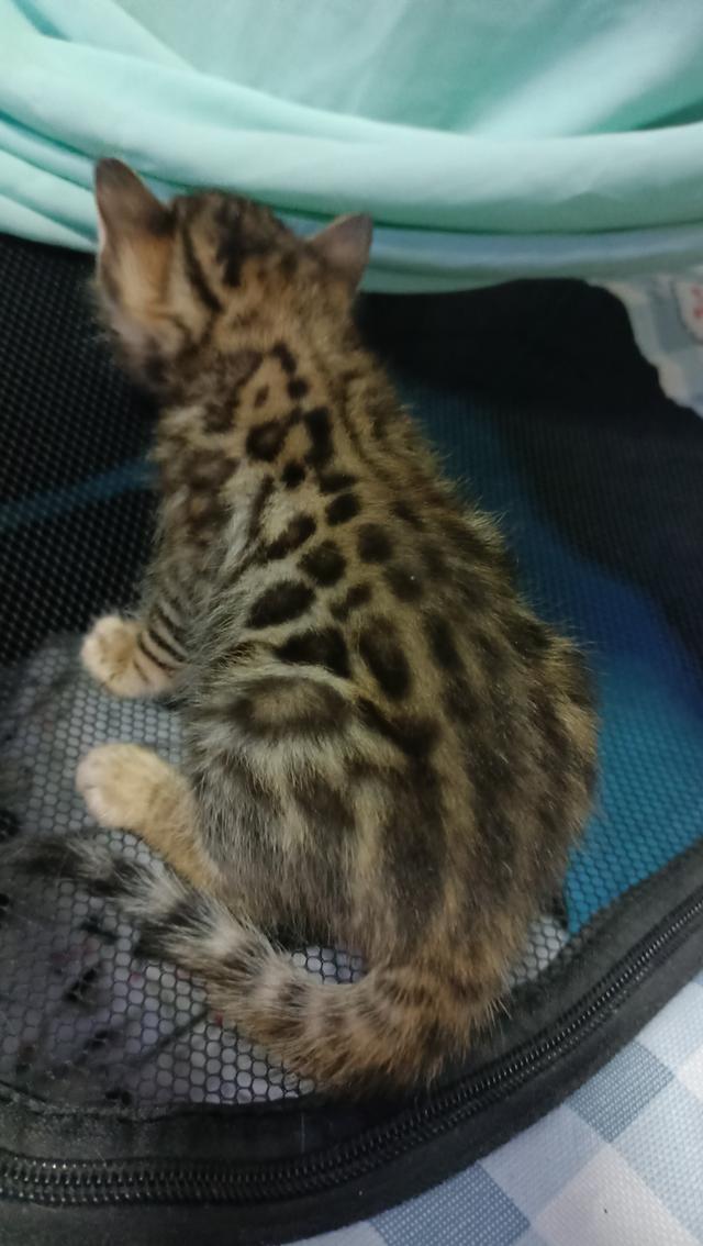 ลูกแมวเบงกอล Bengal Cat รูปที่ 7