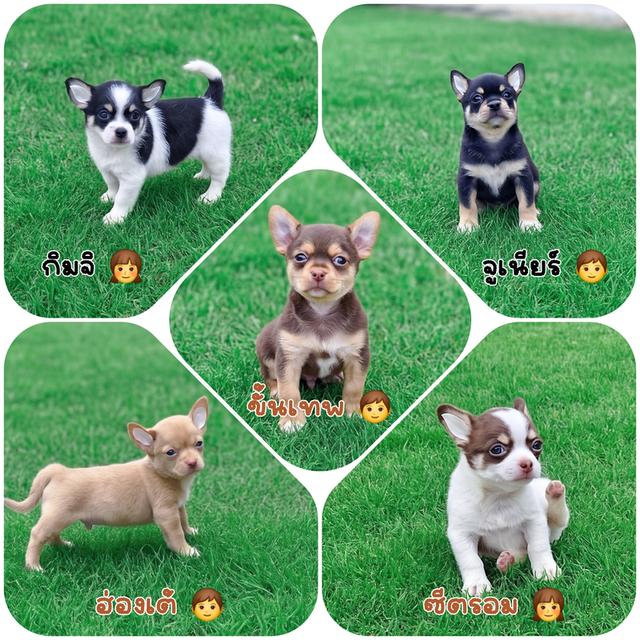 Chihuahuaแท้แบบขนสั้นฟอร์มสวยไซส์เล็ก