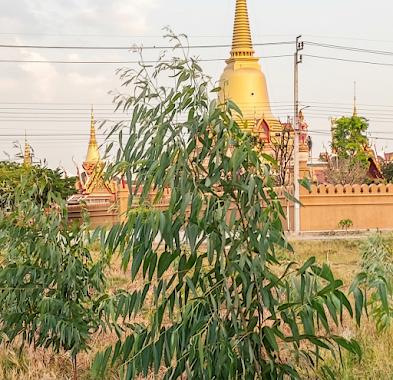ขายที่ใกล้วัดไทรน้อย 1 ไร่ ถมแล้ว 4