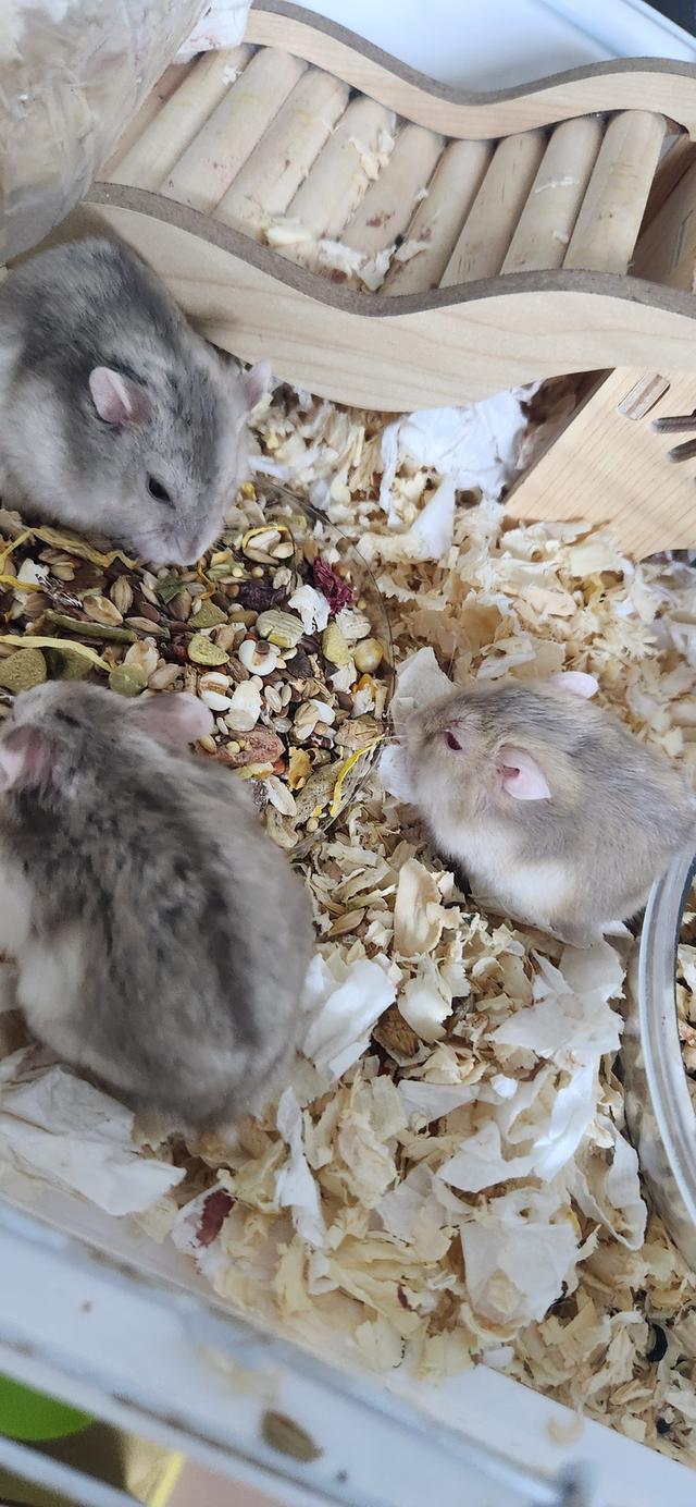 หนูแฮมสเตอร์ วินเทอร์ไวท์