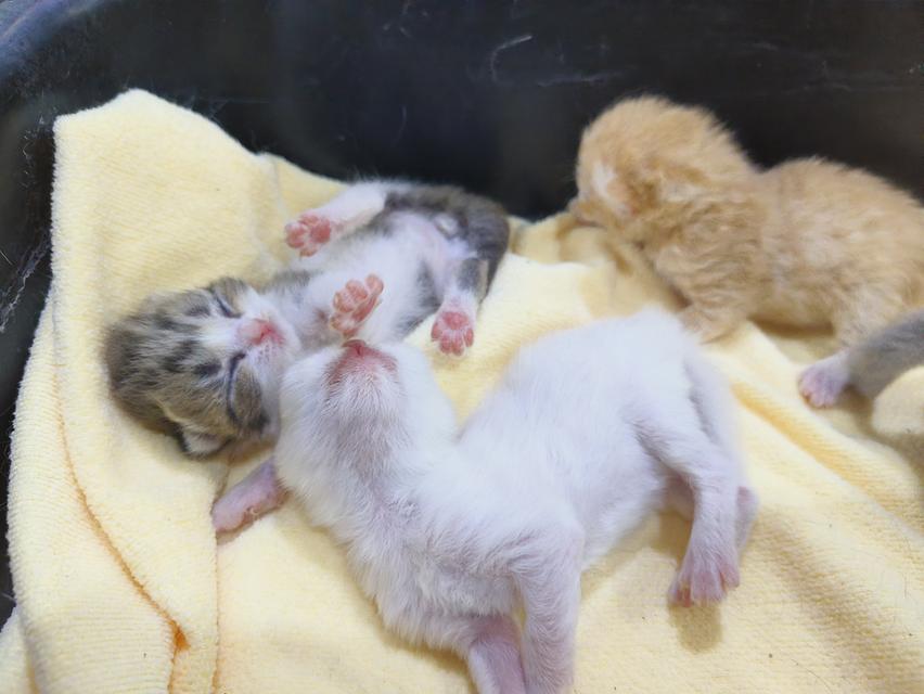 ลูกแมว พันธุ์สก็อตติช รูปที่ 9