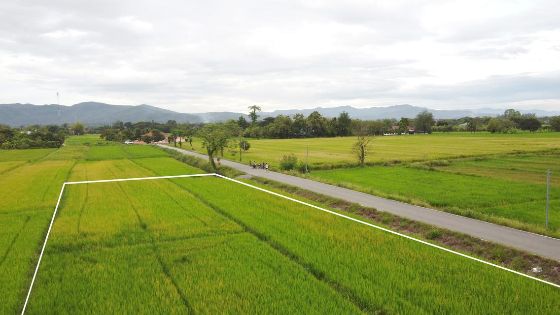 🌄 ขายที่ดิน 2-3-49 ไร่ น้ำ-ไฟ-เน็ตพร้อม หน้ากว้างติดถนนสุดๆ 7