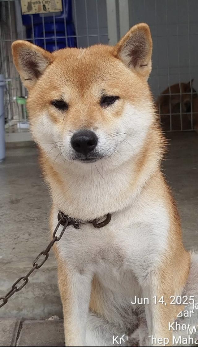 รับผสมพันธุ์ พ่อพันธุ์ชิบะ Shiba Inu ย่านหนองแขม บางบอน