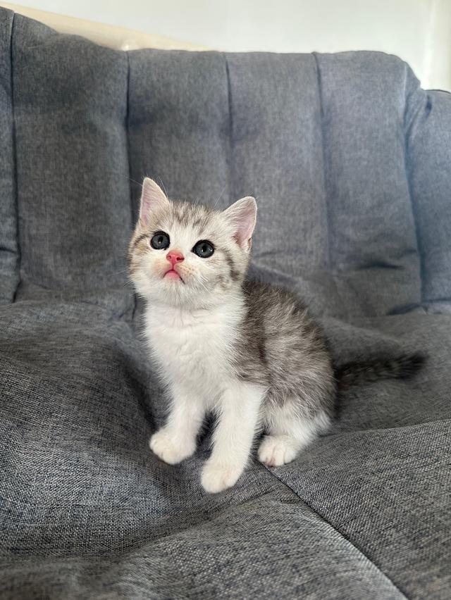 แมวmunchkin ขายาว เพศผู้