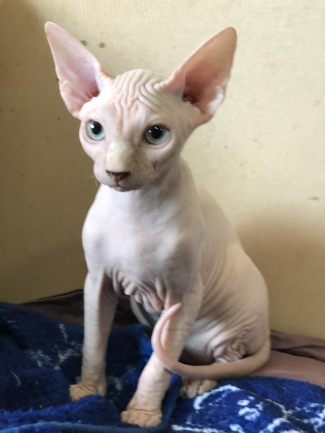 แมวสฟิงซ์ sphynx cat 