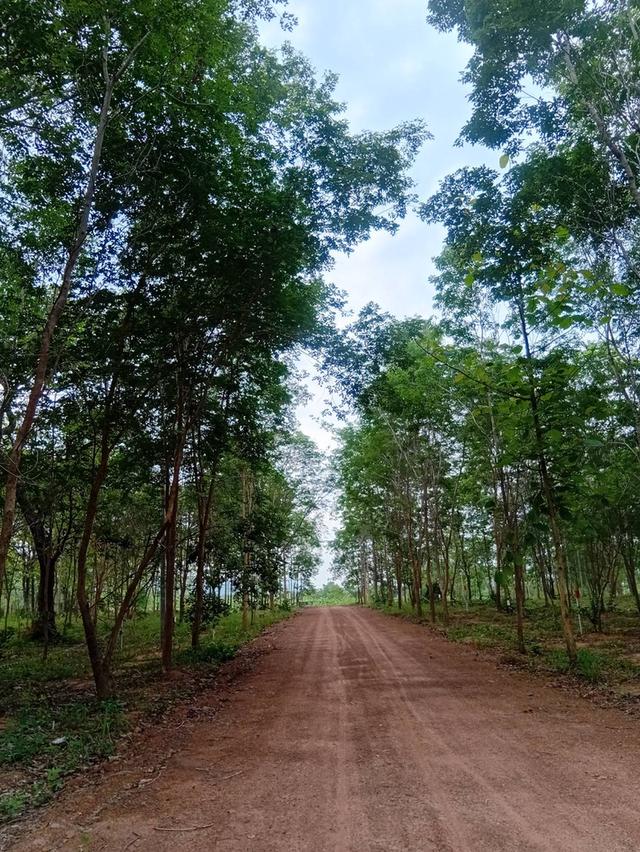ที่ดินแปลงย่อยแบ่งขายจังหวัดหนองบัวลำภู ใกล้ศูนย์ราชการ วิวภูเขา น้ำไม่ท่วม ขนาด 100 ตารางวา+ 4
