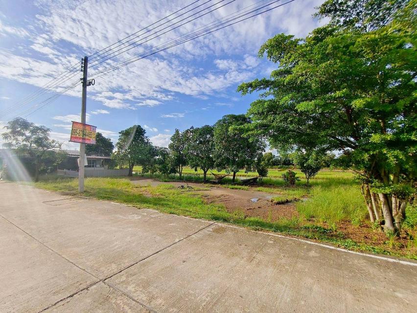 ขายด่วนที่ดิน 100 ตาว ติดถนนคอนกรีตสาธารณะ ถมแล้ว ซ.คลองสี่ตะวันตก 34/1  อ.คลองหลวง จ.ปทุมธานี 3