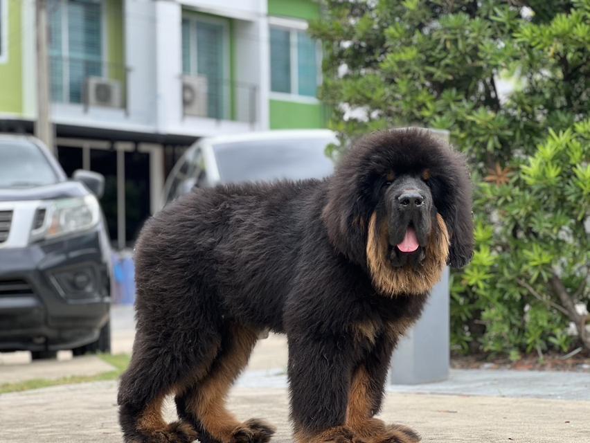 ทิเบตันมาร์ฟทิฟ นำเข้าจากประเทศจีน 6