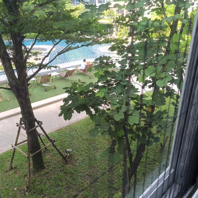 คอนโดมิเนียม สุขุมวิท64 วิวสระน้ำขนาดใหญ่ 4