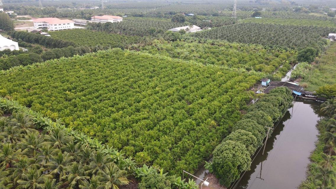 ขายที่ดินสวยเป็นที่สวน ติดหลังวัดหลวงพ่อสด ด้านหน้าติดถนนคลองชลประทาน ยาวประมาณ 600 เมตร ตำบลแพงพวย อำเภอดำเนินสะดวก จังหวัดราชบุรี ทั้งหมด 56 ไร่เศษ 6