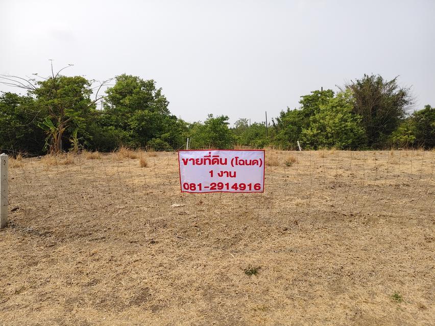 ที่ดิน 1 งาน(โฉนด 2 แปลง) ติดเทศบาลเขาพระงาม อ.เมือง ลพบุรี 3