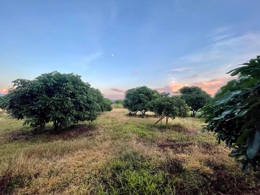 ขายที่ดินถมแล้ว 20 ไร่ 3 งาน 32.4 ตร.ว. เป็นสวนเกษตร (ไม่เสียภาษีที่ดิน) ติดแม่น้ำแตง อ.แม่แตง จ.เชียงใหม่ 7