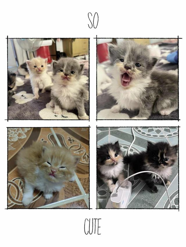 เบบี๋เปอร์เซีย สุดน่ารัก 