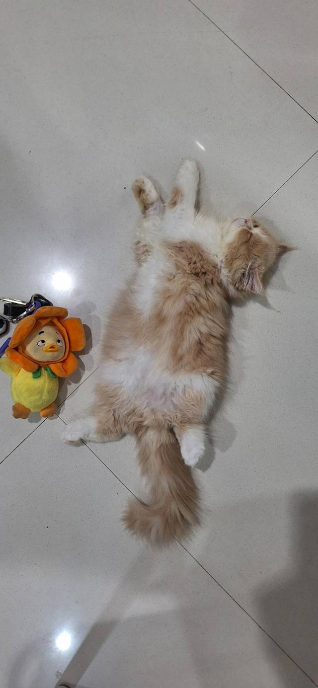ลูกแมวแอคโซติก 3