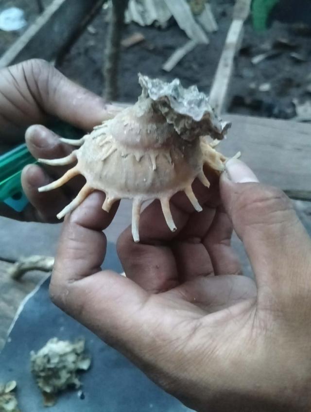 เปลือกหอยสวยงาม สระสม รูปที่ 2