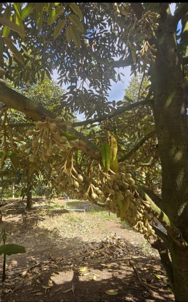 ขายสวนทุเรียนหมอนทอง จ.ระยอง ต้นสวยสมบูรณ์ 11