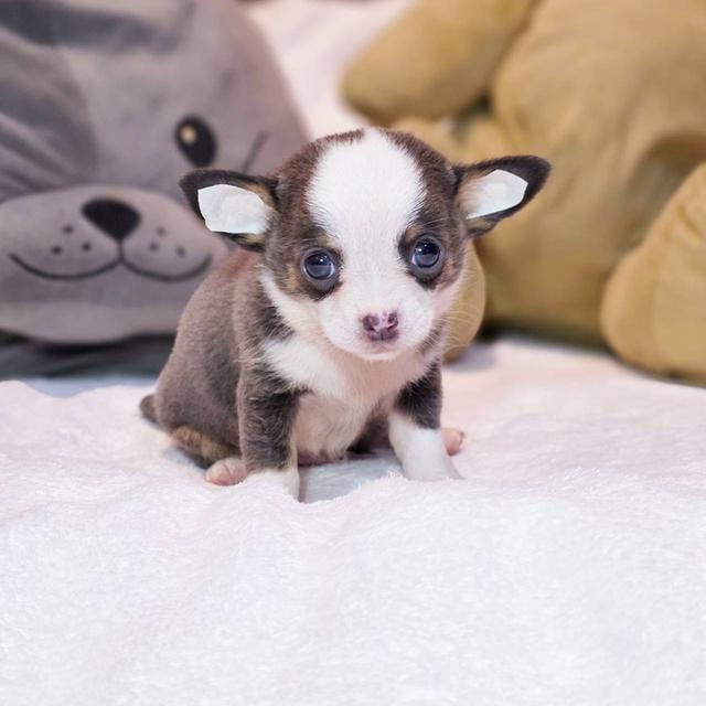 ชิวาวาขนสั้น เพศผู้ ขนสีเทา พิกัดรามอินทรา 7