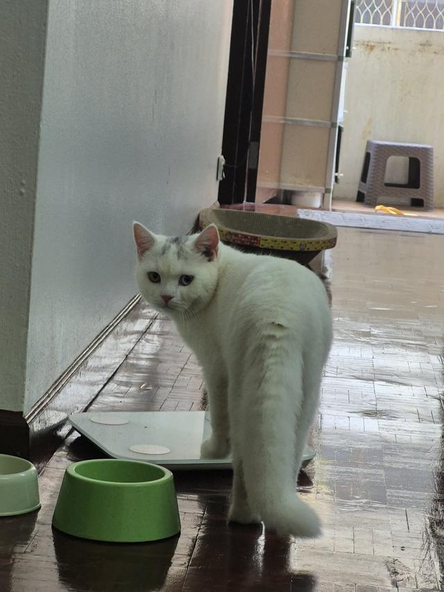 Two eyes color British shorhair & khao manee mix รูปที่ 3