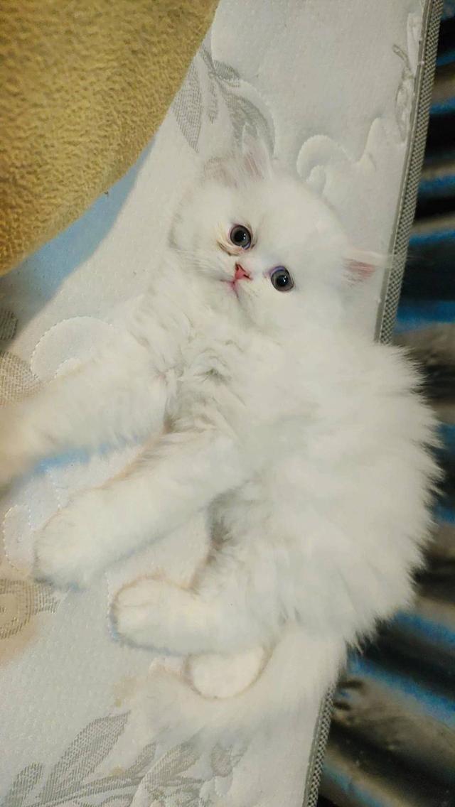 Persian cat เปอร์เซียแท้