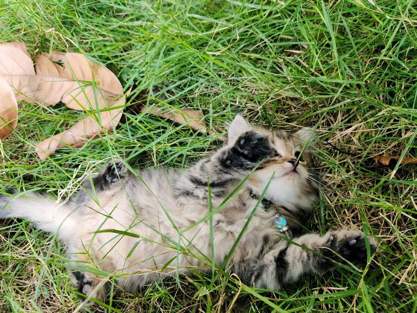 สกอตติชโฟล์หูพับ+เปอร์เซีย รูปที่ 2