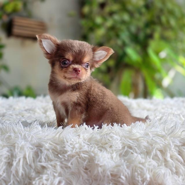 chihuahuaขนยาวสีช็อคหนุ่มหล่อ รูปย่อยที่ 2