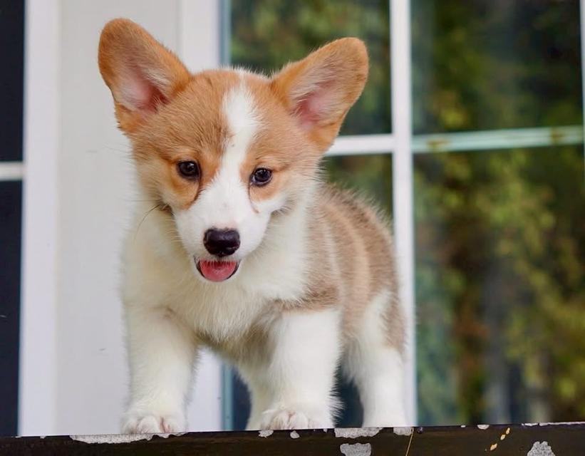 คอร์กี้ corgi  3