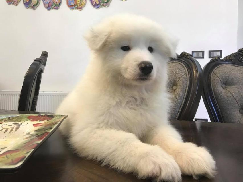 Samoyed puppies  WhatsApp me : +66 63 826 3042