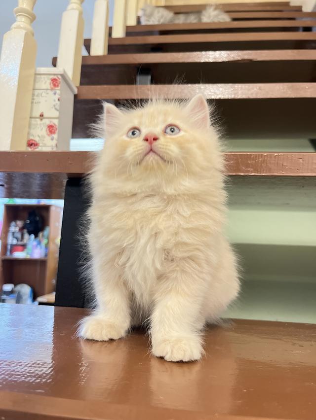 แมวเปอร์เซีย สีส้ม สีครีมเสือ แท้ รูปที่ 13