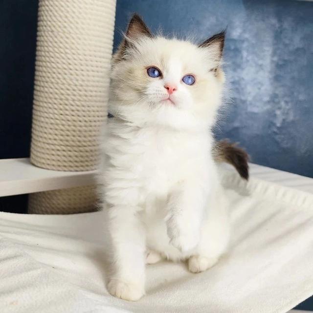Ragdoll kittens | WhatsApp me : +66 63 826 3042 รูปที่ 3