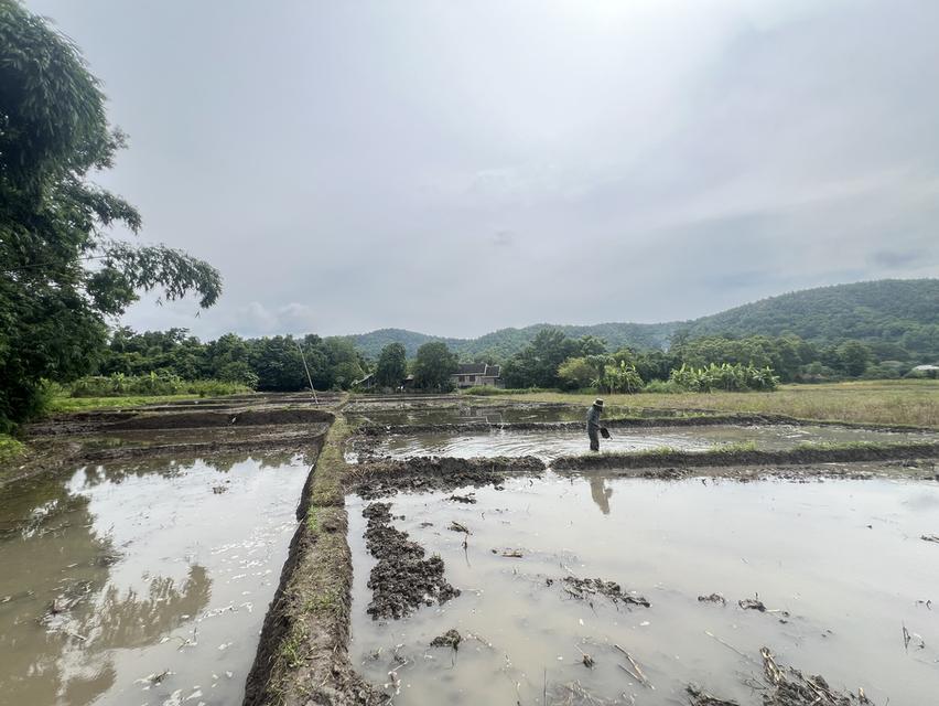 ขายที่นาพร้อมบ้านพักวิวสวย 11