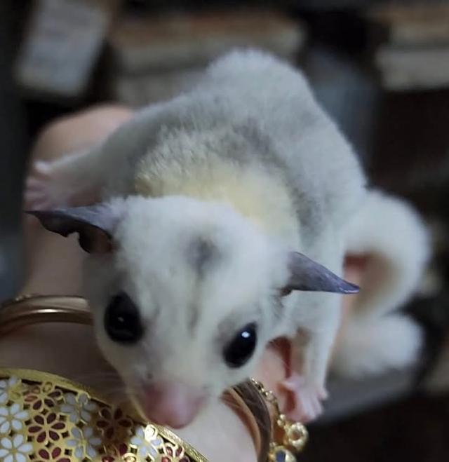 Sugar Glider วัย 3 เดือน 6