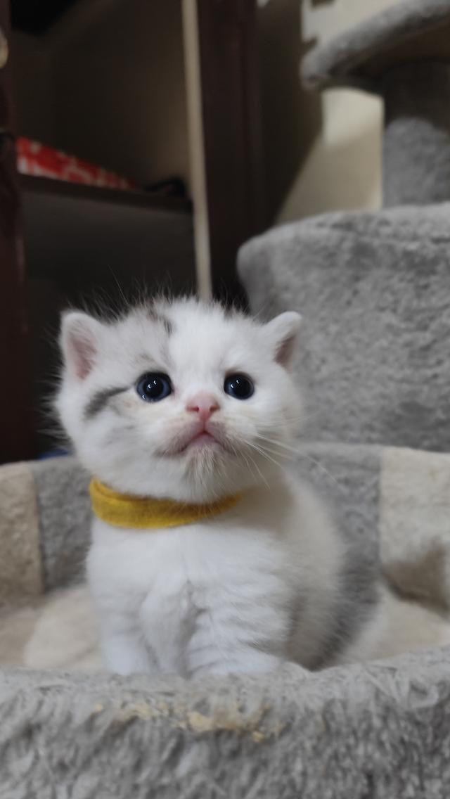 Scottish Fold (boy) 10