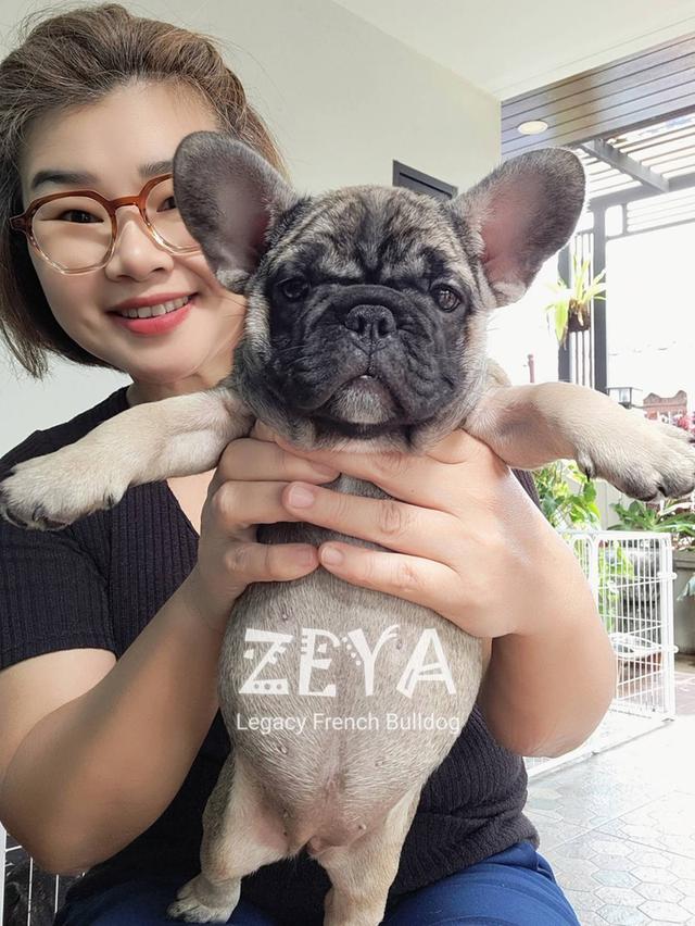 ZEYA เฟรนช์บูลด็อก เพศเมีย สีเซเบิล 19