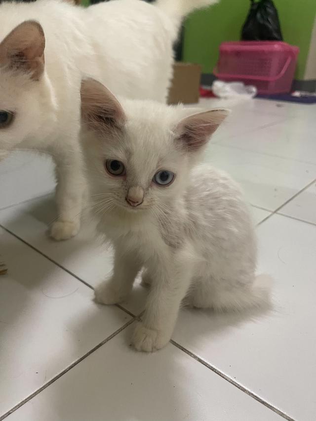 ลูกแมว แมวเด็ก 3-4ดือน