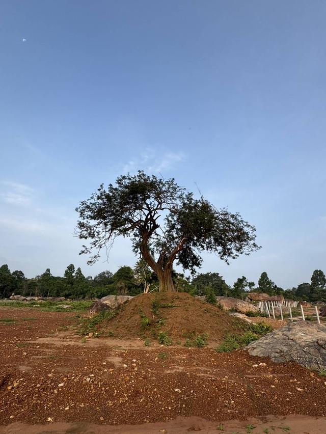 ที่ดินเเบ่งขาย วิวบนเขามีน้ำในเเปลง คมนาคมสะดวก ลานกางเต้นท์ 1