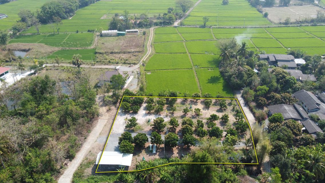  ที่ดินสวนลำไย 1-1-25 ไร่ วิวภูเขา ติดถนนคอนกรีต 2 ด้าน 2