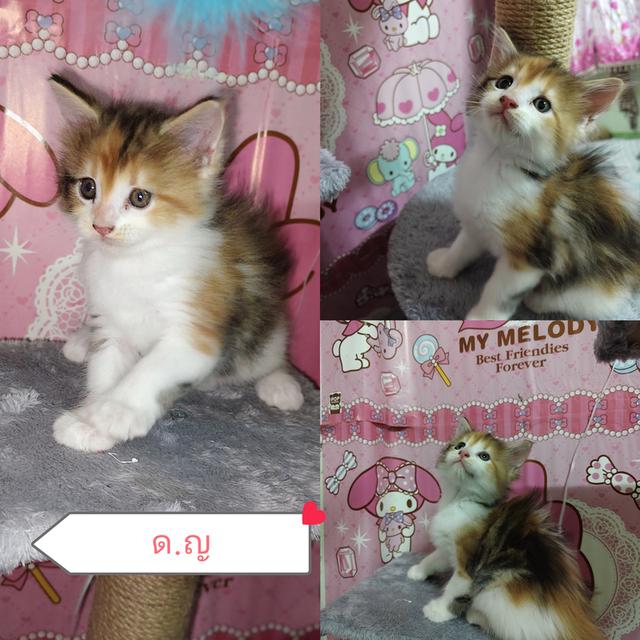 แมวเมนคูนพร้อมย้ายบ้าน หาผู้ปกครองค่ะ 2