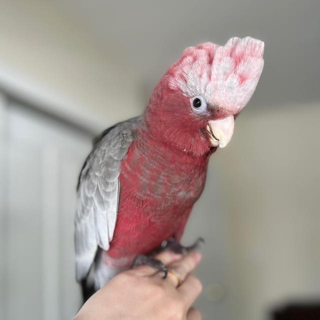 Galah Cockatoo Parrots for Sale