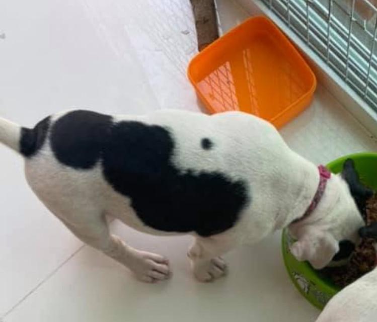 For Sale Bull Terrier 2