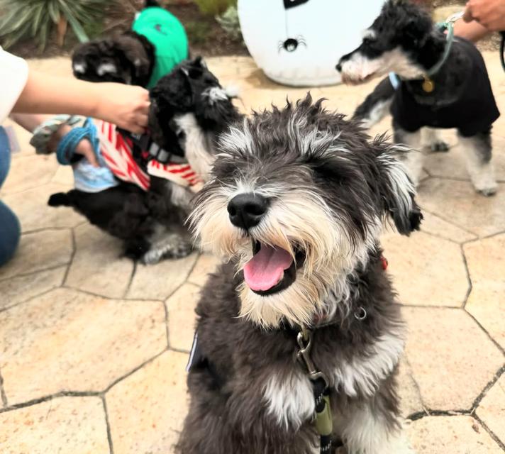 ขายสุนัขพันธุ์ Schnauzer เพศชาย ขนสวย 2