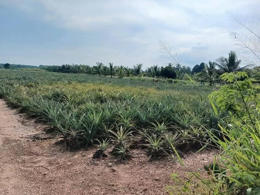 ที่ดินโฉนดครุฑแดงราคาถูกมาก23ไร่เศษ200,000 บาทต่อไร่ต่ำกว่าราคาประเมิน 7