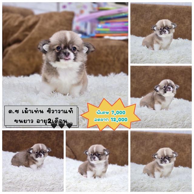 ชิวาวาแท้ขนยาว เพศผู้สีแฟนซี